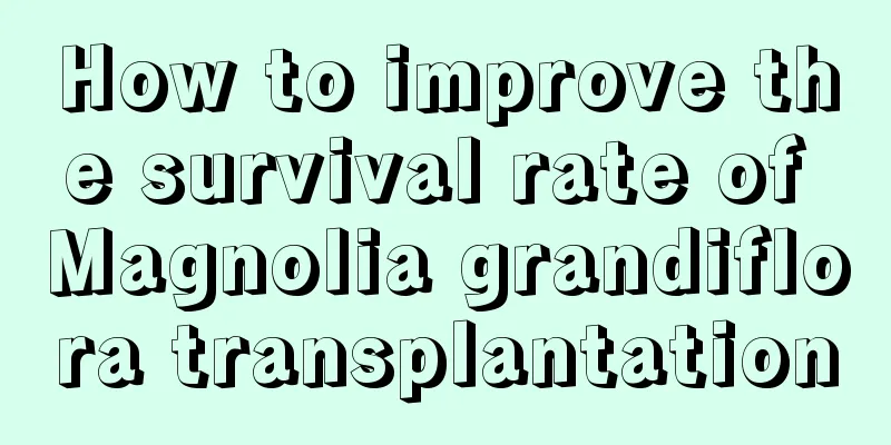 How to improve the survival rate of Magnolia grandiflora transplantation