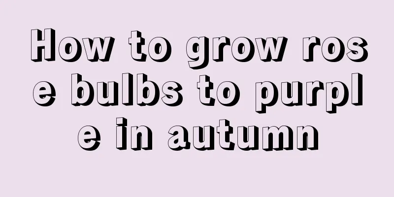 How to grow rose bulbs to purple in autumn