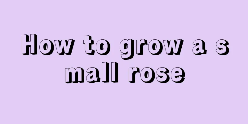 How to grow a small rose