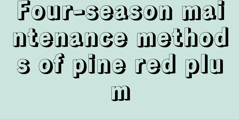 Four-season maintenance methods of pine red plum