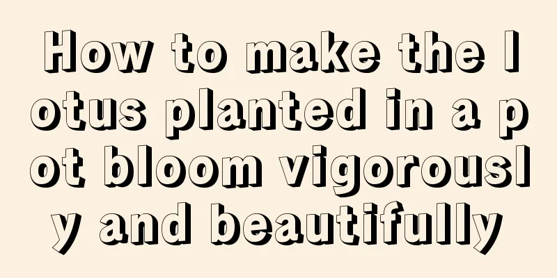 How to make the lotus planted in a pot bloom vigorously and beautifully