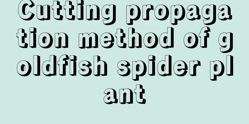 Cutting propagation method of goldfish spider plant