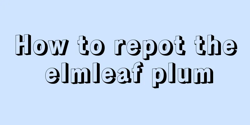 How to repot the elmleaf plum