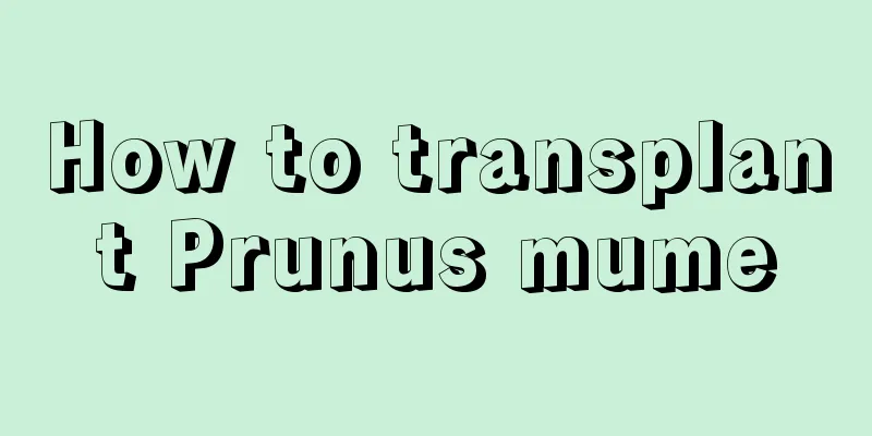 How to transplant Prunus mume