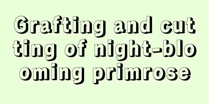 Grafting and cutting of night-blooming primrose