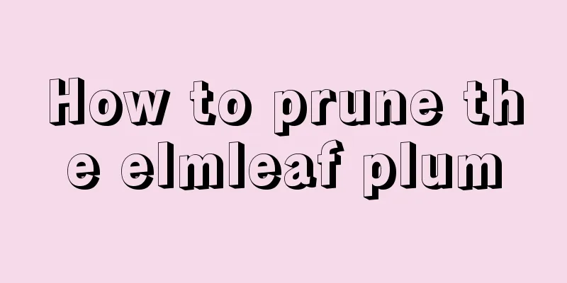 How to prune the elmleaf plum