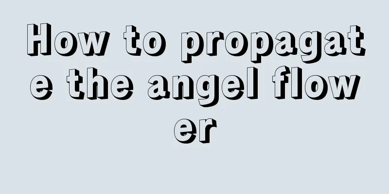 How to propagate the angel flower