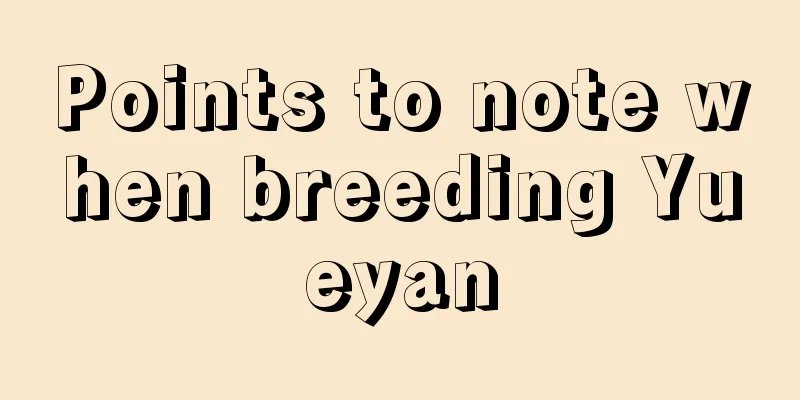 Points to note when breeding Yueyan