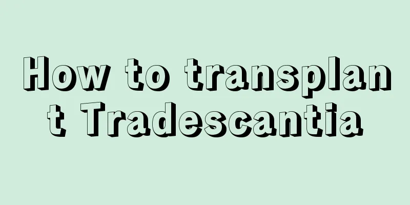 How to transplant Tradescantia