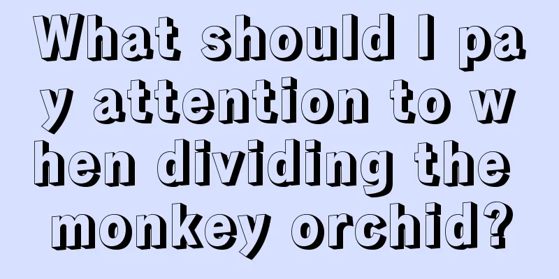 What should I pay attention to when dividing the monkey orchid?