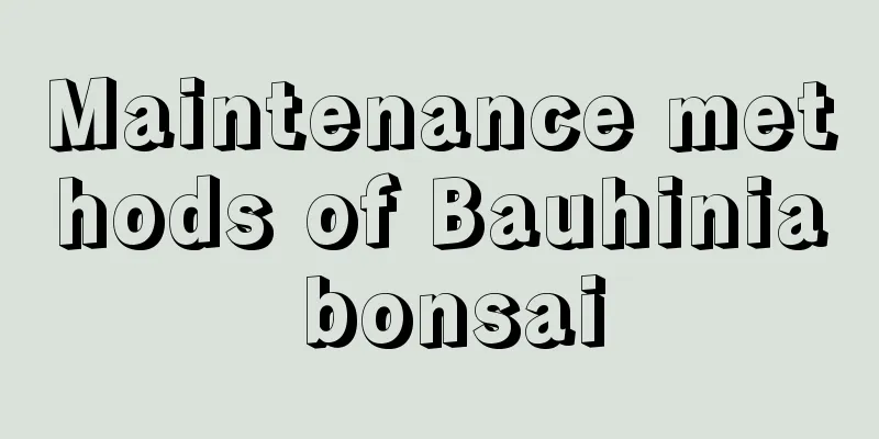 Maintenance methods of Bauhinia bonsai