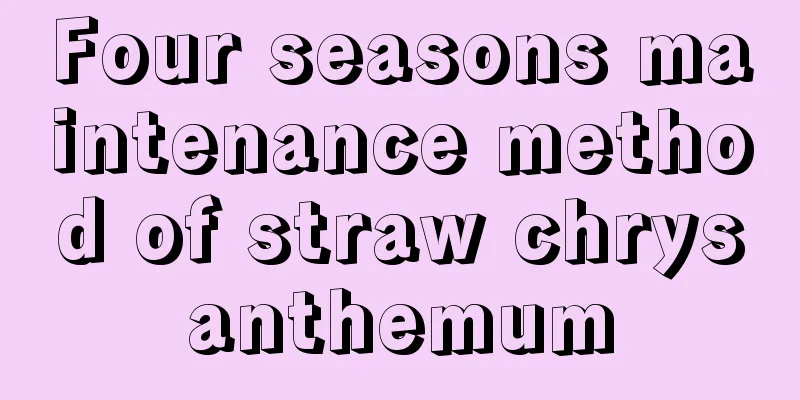 Four seasons maintenance method of straw chrysanthemum