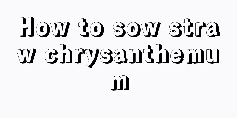 How to sow straw chrysanthemum