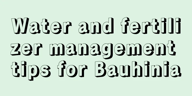 Water and fertilizer management tips for Bauhinia