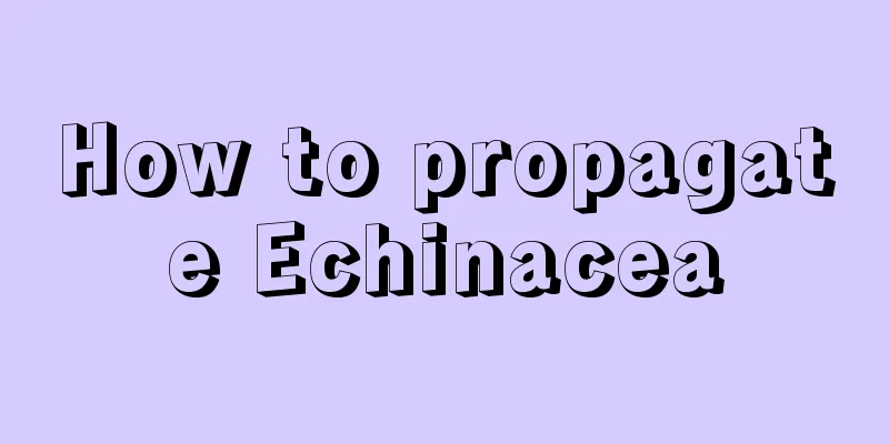 How to propagate Echinacea