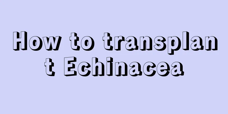 How to transplant Echinacea