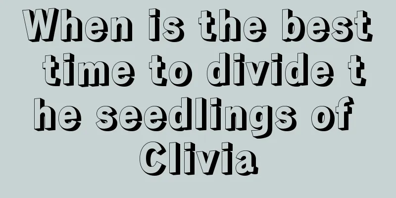 When is the best time to divide the seedlings of Clivia