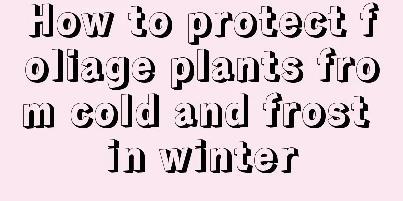 How to protect foliage plants from cold and frost in winter