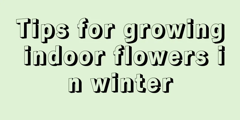 Tips for growing indoor flowers in winter