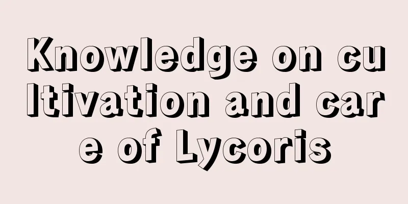 Knowledge on cultivation and care of Lycoris