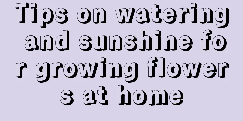 Tips on watering and sunshine for growing flowers at home