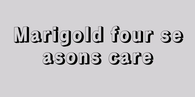 Marigold four seasons care