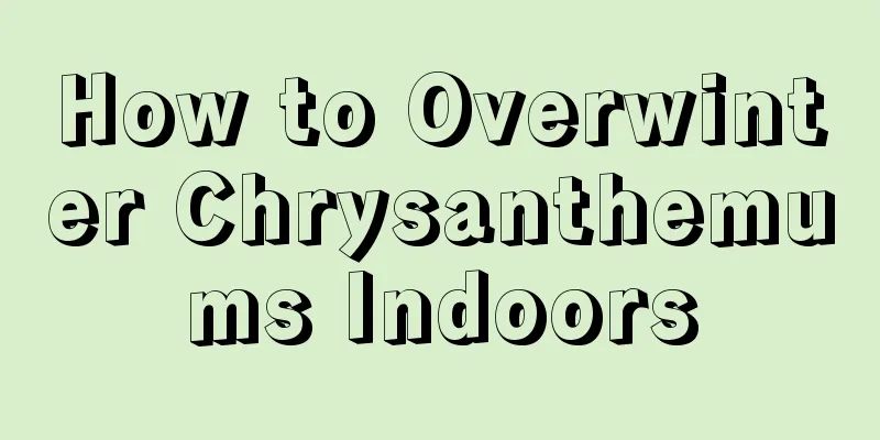 How to Overwinter Chrysanthemums Indoors