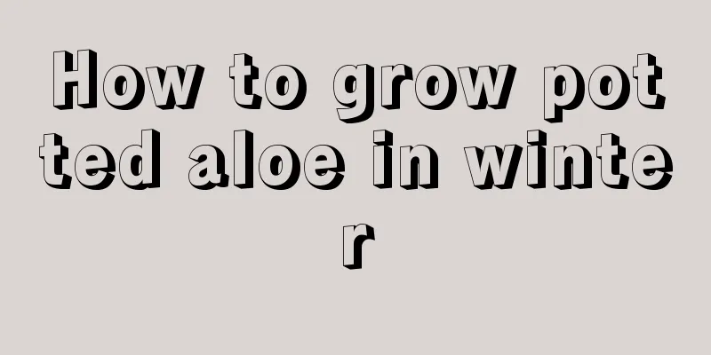 How to grow potted aloe in winter