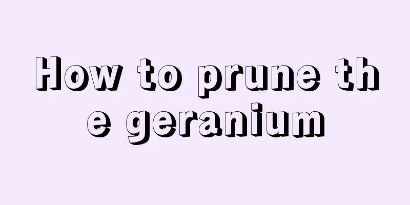 How to prune the geranium