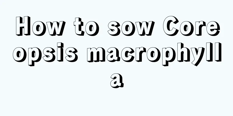 How to sow Coreopsis macrophylla