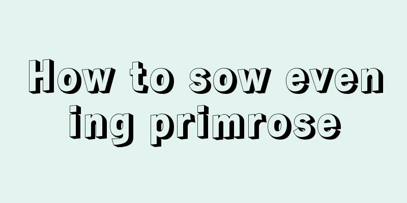 How to sow evening primrose