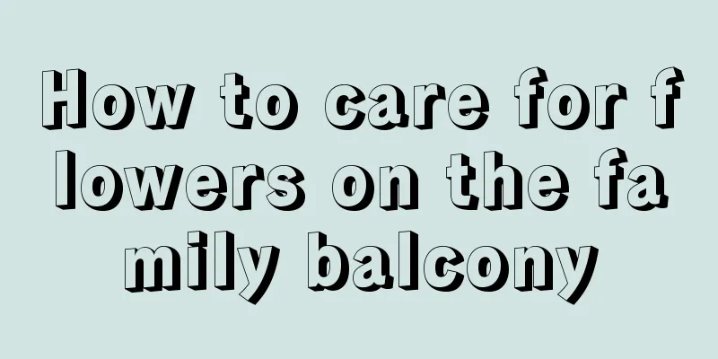 How to care for flowers on the family balcony