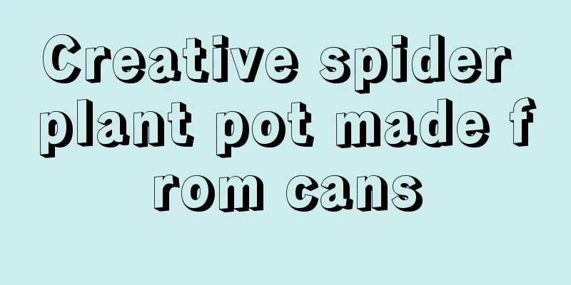 Creative spider plant pot made from cans