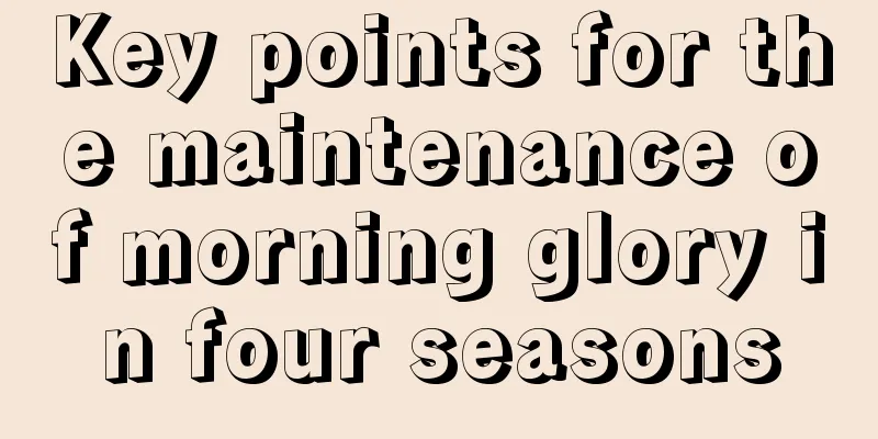 Key points for the maintenance of morning glory in four seasons