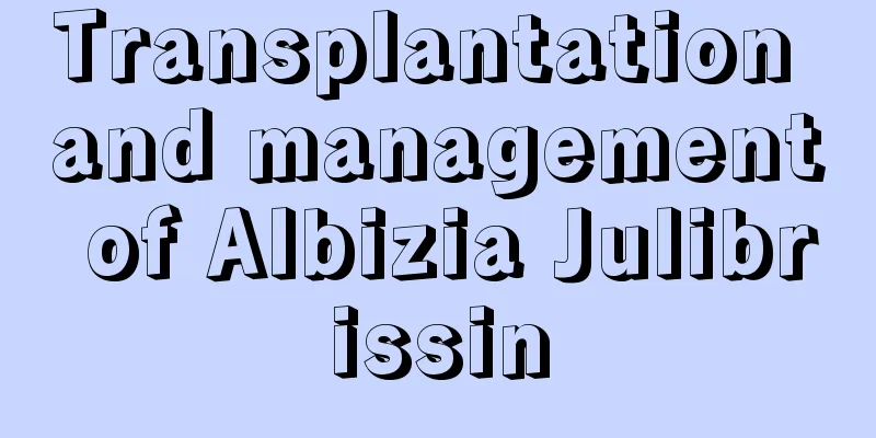 Transplantation and management of Albizia Julibrissin