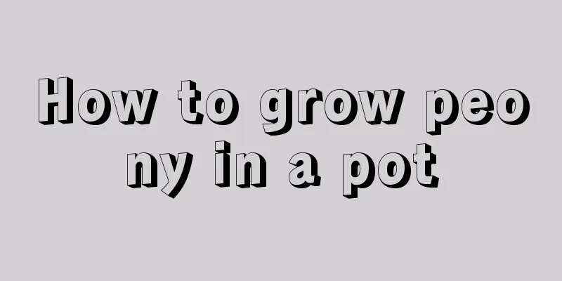 How to grow peony in a pot