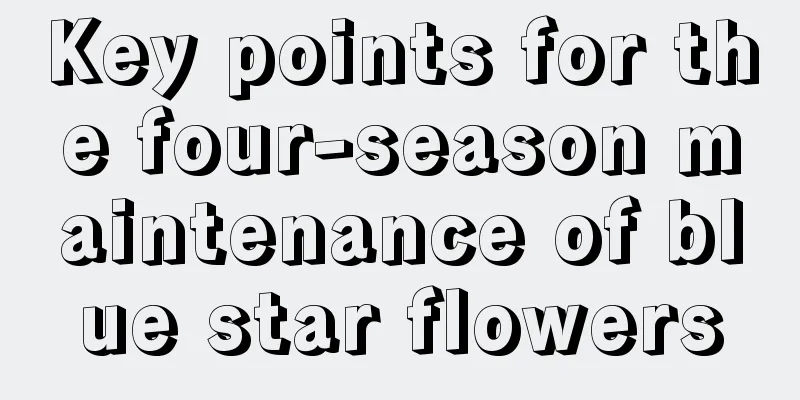 Key points for the four-season maintenance of blue star flowers