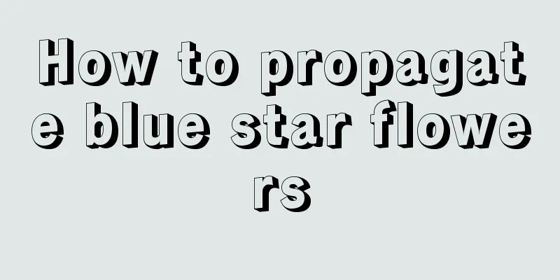 How to propagate blue star flowers