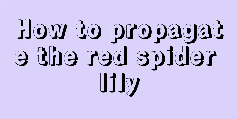 How to propagate the red spider lily