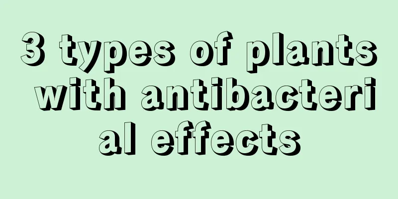 3 types of plants with antibacterial effects