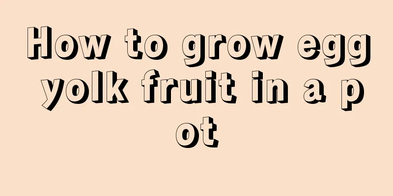 How to grow egg yolk fruit in a pot