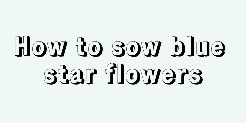 How to sow blue star flowers