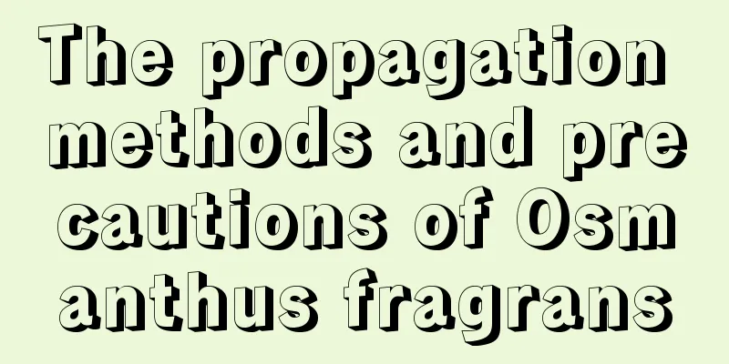 The propagation methods and precautions of Osmanthus fragrans