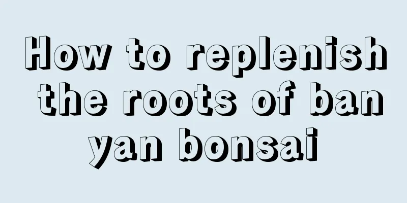 How to replenish the roots of banyan bonsai