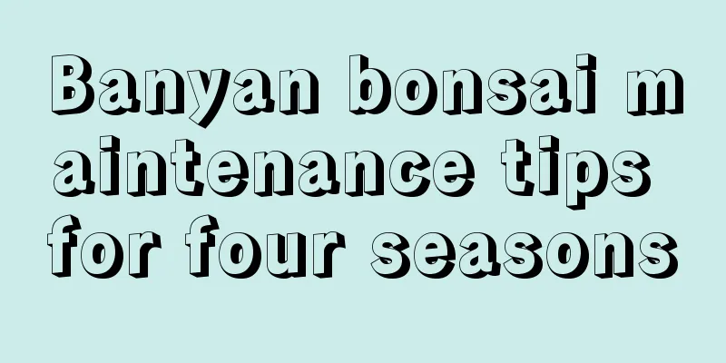 Banyan bonsai maintenance tips for four seasons