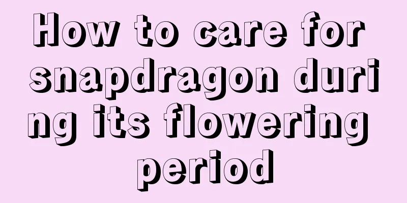 How to care for snapdragon during its flowering period