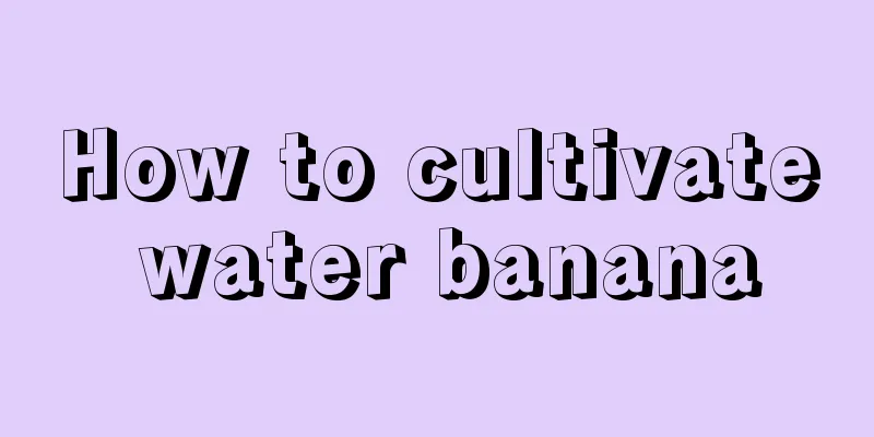 How to cultivate water banana