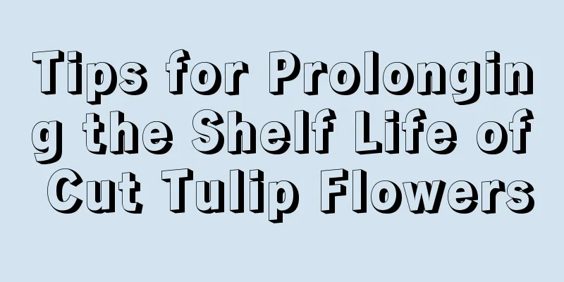 Tips for Prolonging the Shelf Life of Cut Tulip Flowers