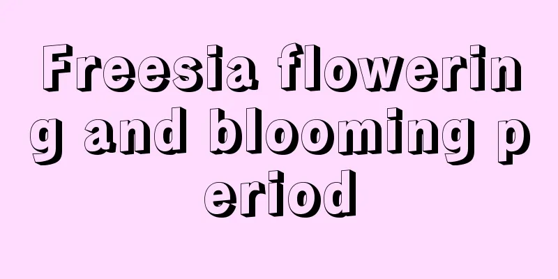 Freesia flowering and blooming period