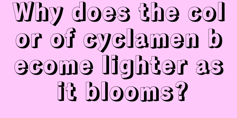 Why does the color of cyclamen become lighter as it blooms?